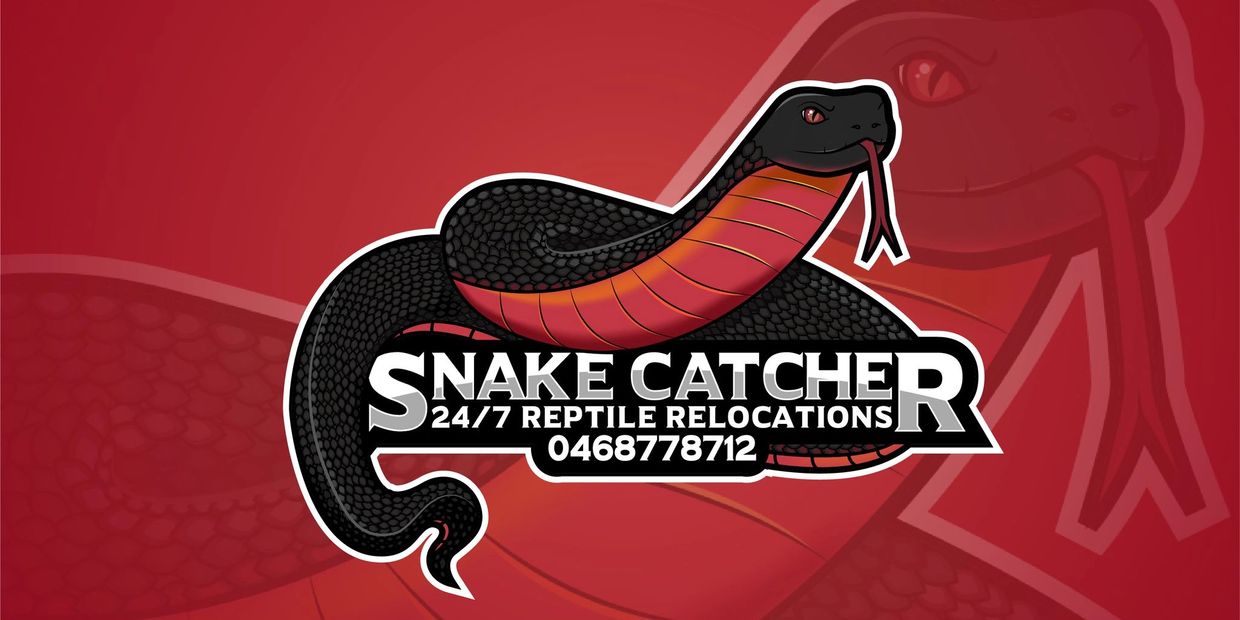 Snake catcher Brisbane Paramedic Pete